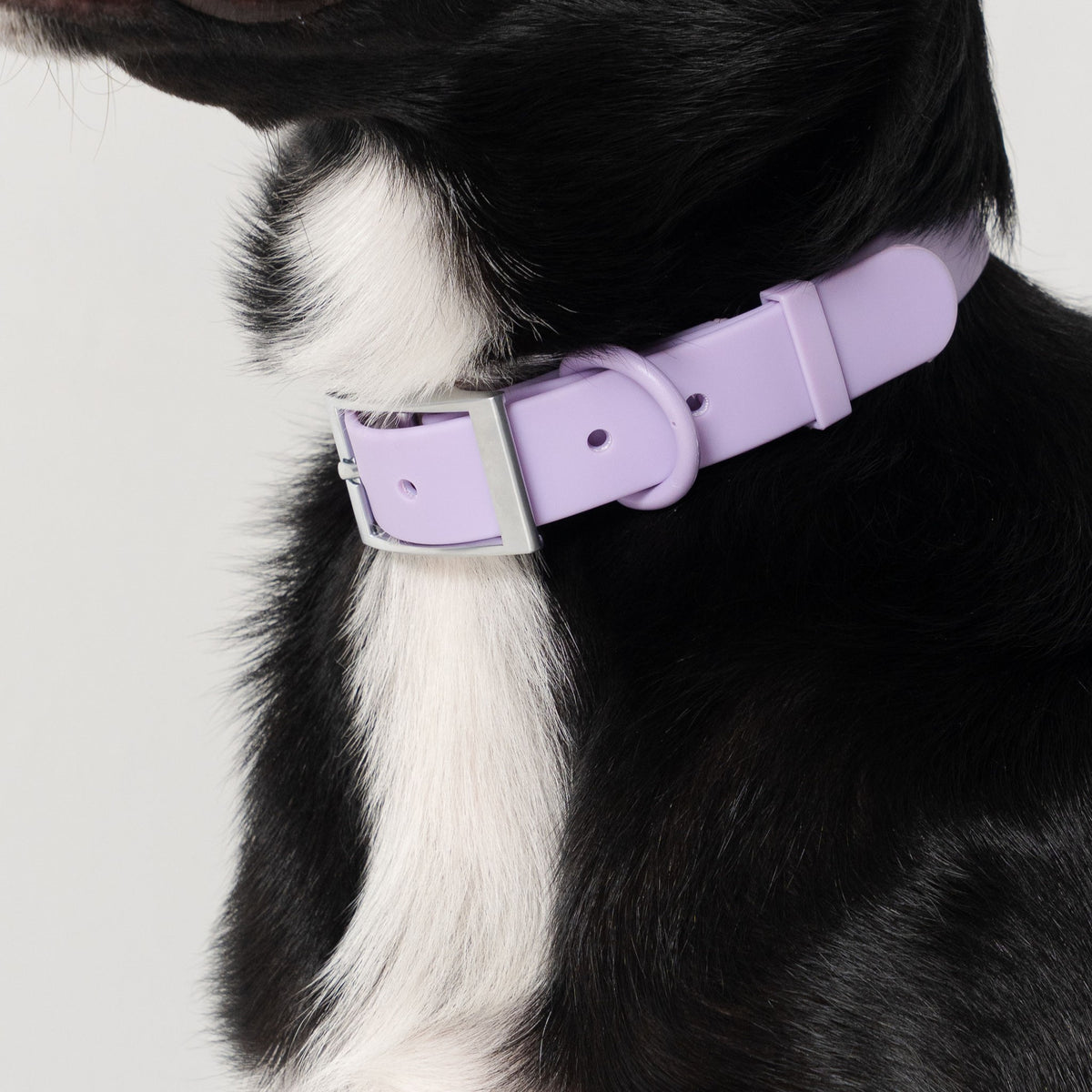 Dog wearing a purple collar