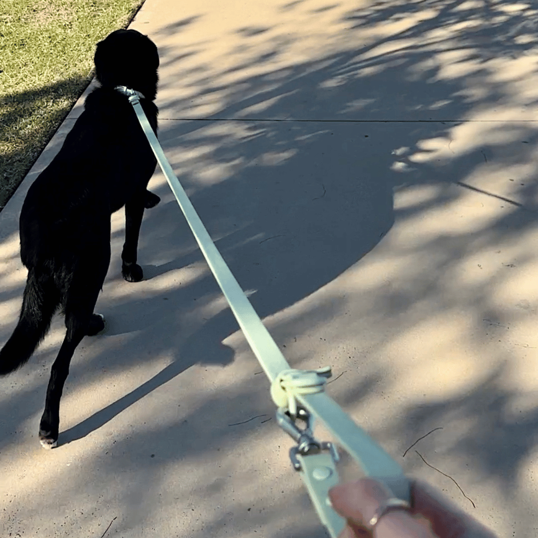 Hands Free Leash - Sage