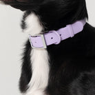 Dog wearing a purple collar 