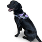 Harness Walk Kit - Lilac