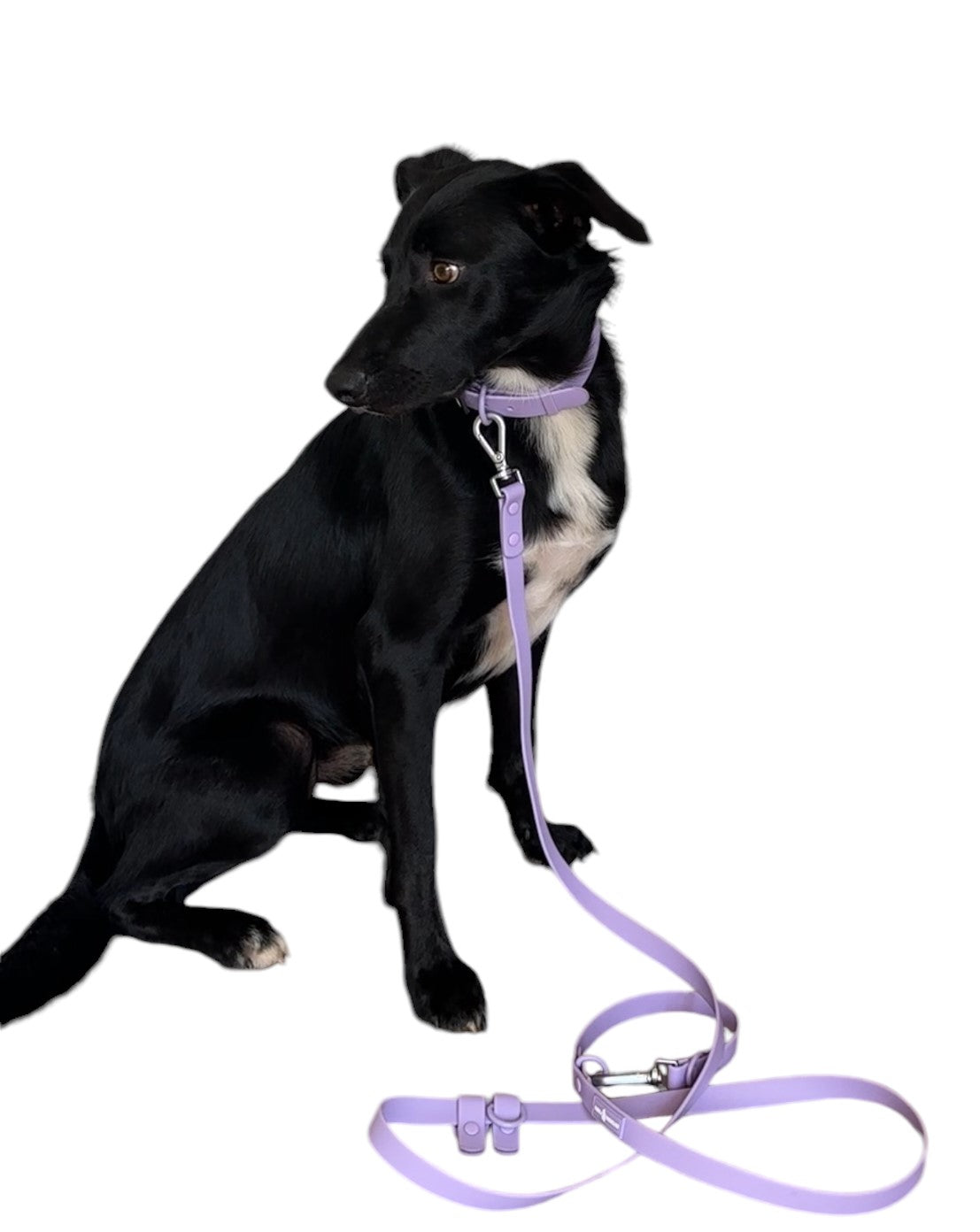 Hands Free Leash - Lilac