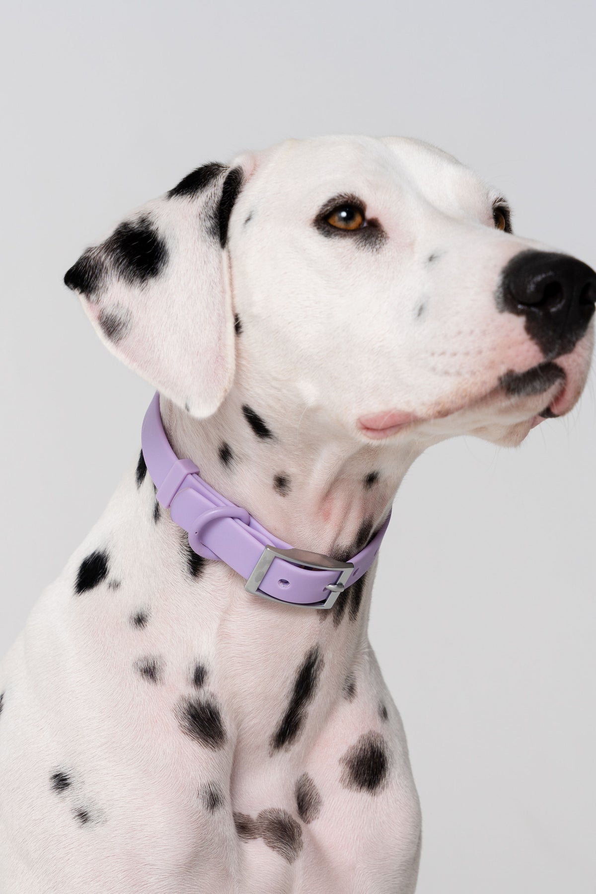 Dalmatian dog wearing a purple collar 